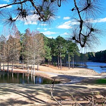 Whispering Pines 2